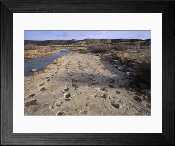 Framed Print : Dinosaur tracks - Five parallel trackways of Apatosaurus (Brontosaurs). Morrison Formation, Upper Jurassic. Picketwire (Purgatoire) Canyonlands, Comanche National Forest, Eastern Colorado. Purgatoire River on left of photo. BQ806 Framed Print : Dinosaur tracks - Five parallel trackways of Apatosaurus (Brontosaurs). Morrison Formation, Upper Jurassic. Picketwire (Purgatoire) Canyonlands, Comanche National Forest, Eastern Colorado. Purgatoire River on left of photo. BQ806