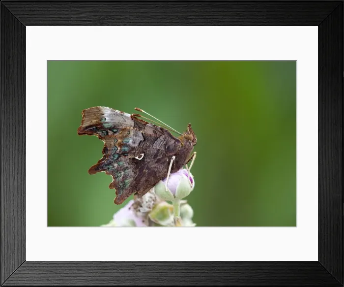 Framed Print : Comma Butterfly - on bramble - UK Framed Print : Comma Butterfly - on bramble - UK