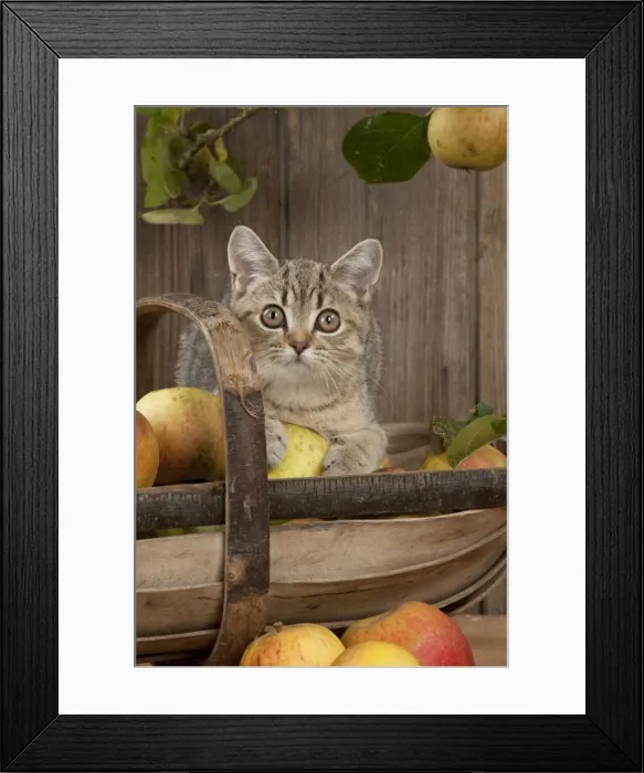 Framed Print : CAT. British shorthair X kitten laying on basket of apples Framed Print : CAT. British shorthair X kitten laying on basket of apples