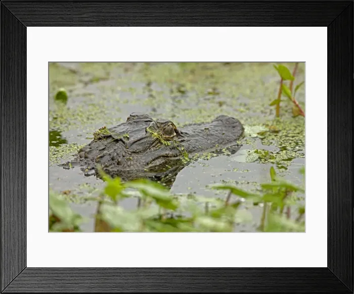 Framed Print : American Alligator - head appearing above water among Water Hyacinth and other aquatic plants - Louisiana - USA Framed Print : American Alligator - head appearing above water among Water Hyacinth and other aquatic plants - Louisiana - USA