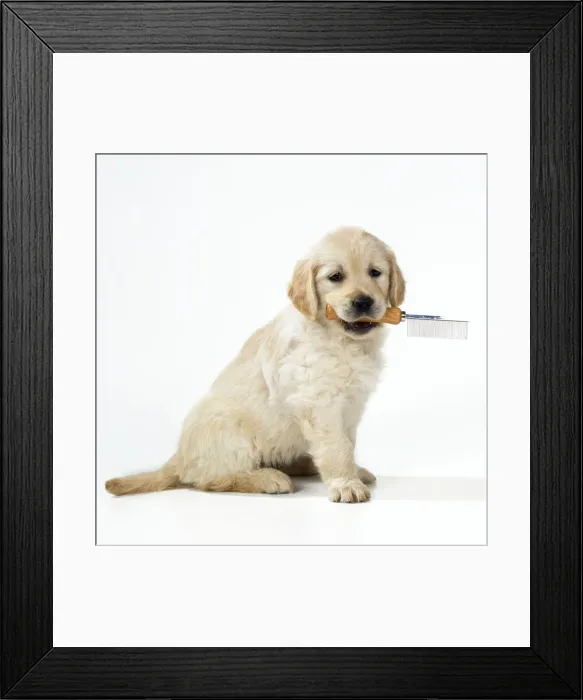 Framed Print : Golden Retriever Dog - puppy carrying grooming comb Framed Print : Golden Retriever Dog - puppy carrying grooming comb