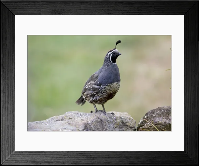 Framed Print : California Quail - male - Teal Valley near Nelson - South Island New Zealand. Introduced from Western North America between 1865 and 1875 and now widespread in suitable habitat Framed Print : California Quail - male - Teal Valley near Nelson - South Island New Zealand. Introduced from Western North America between 1865 and 1875 and now widespread in suitable habitat