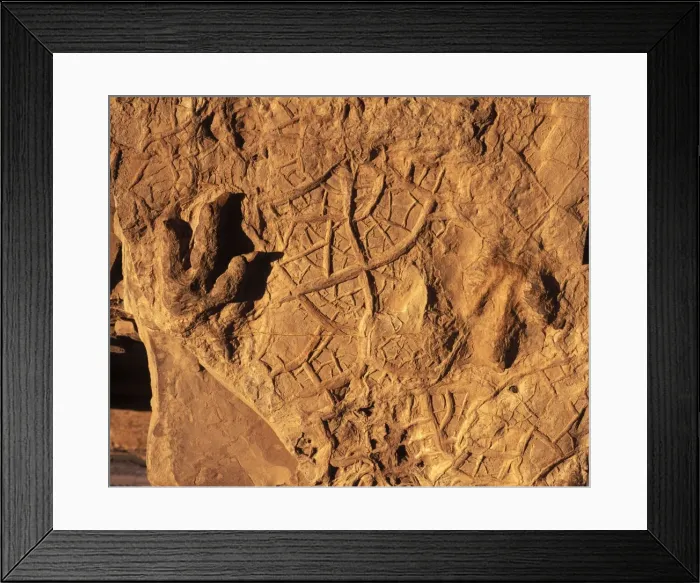Framed Print : Dinosaur tracks (Dinosaur footprints) Dinosaur Discovery Center, Johnson Farm Tracksite, Saint George, Utah, USA. Footprints of Theropod dinosaurs (carnivorous dinosaurs), and fossil mud cracks Framed Print : Dinosaur tracks (Dinosaur footprints) Dinosaur Discovery Center, Johnson Farm Tracksite, Saint George, Utah, USA. Footprints of Theropod dinosaurs (carnivorous dinosaurs), and fossil mud cracks