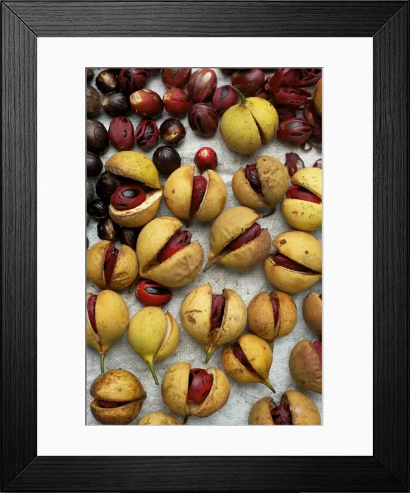 Framed Print : Nutmeg and Mace Framed Print : Nutmeg and Mace