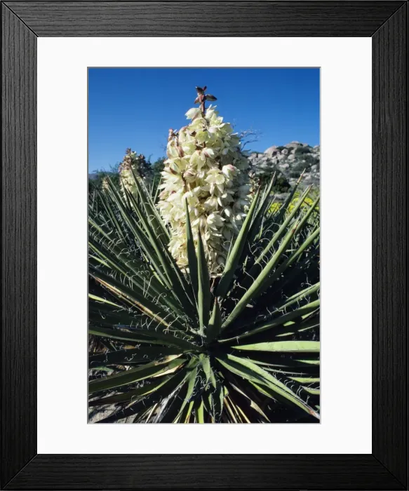 Framed Print : Mohave Yucca FG 2293 South California, USA. Yucca schidigera © Francois Gohier / ardea. com Framed Print : Mohave Yucca FG 2293 South California, USA. Yucca schidigera © Francois Gohier / ardea. com