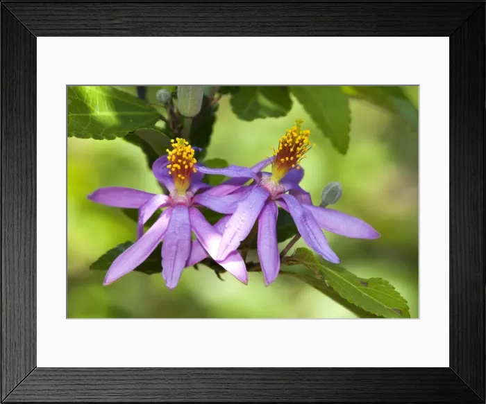 Framed Print : Cross-berry Flowers - bark and leaves with medicinal properties - Grahamstown - Eastern Cape - South Africa Framed Print : Cross-berry Flowers - bark and leaves with medicinal properties - Grahamstown - Eastern Cape - South Africa