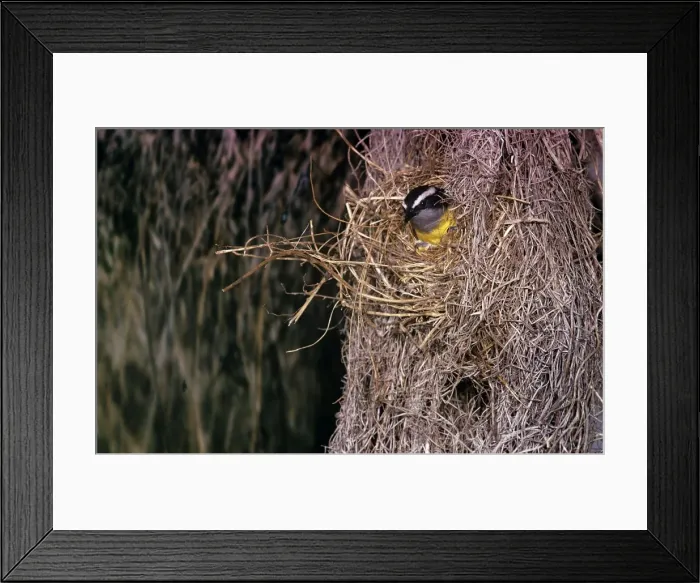 Framed Print : Bananaquit Framed Print : Bananaquit