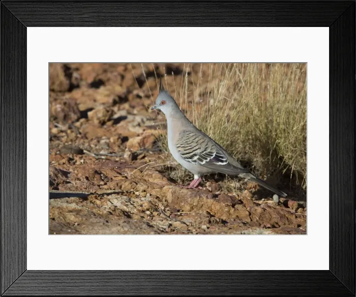Framed Print : Crested Pigeon - near Ti Tree - Northern Territory - Australia Framed Print : Crested Pigeon - near Ti Tree - Northern Territory - Australia