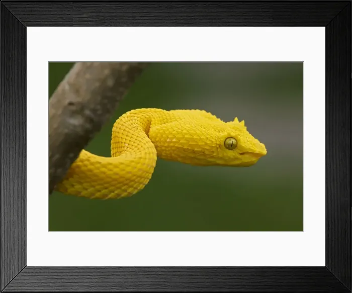 Framed Print : Eyelash Palm-pitviper - captive - tropical rainforest - venomous - Costa Rica Framed Print : Eyelash Palm-pitviper - captive - tropical rainforest - venomous - Costa Rica