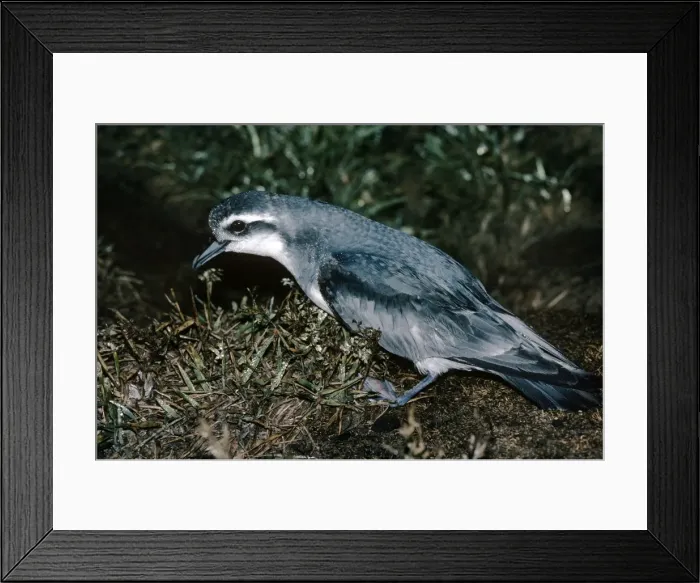 Framed Print : Thin-billed Prion - Falkland Islands Framed Print : Thin-billed Prion - Falkland Islands