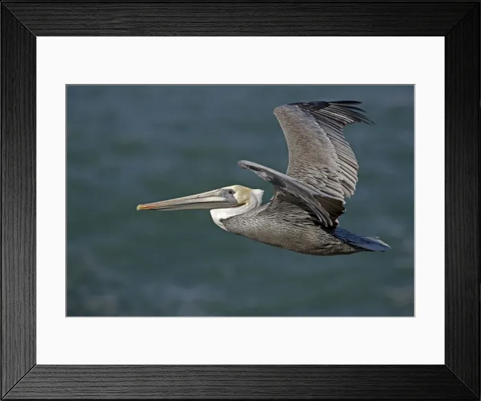 Framed Print : Brown Pelican - in flight over sea - Southern California - USA - Distribution: coasts of southern North America Framed Print : Brown Pelican - in flight over sea - Southern California - USA - Distribution: coasts of southern North America