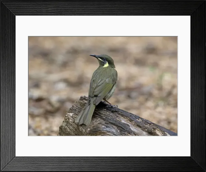 Framed Print : Lewin's Honeyeater - rainforest at Malanda, Atherton Tableland, Queensland, Australia Framed Print : Lewin's Honeyeater - rainforest at Malanda, Atherton Tableland, Queensland, Australia