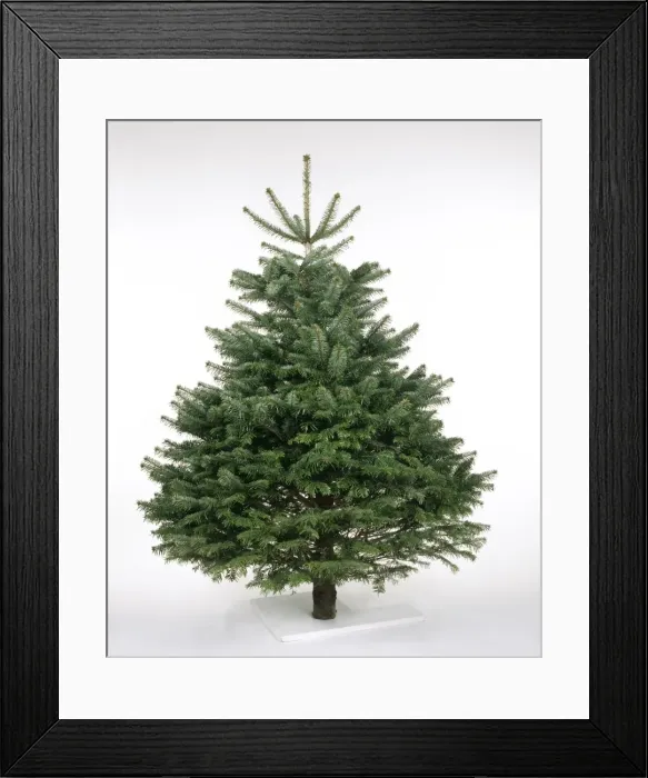 Framed Print : Cristmas Tree - Nordmann's Fir (Caucasian Fir) variety Framed Print : Cristmas Tree - Nordmann's Fir (Caucasian Fir) variety