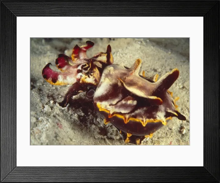 Framed Print : Flamboyant Cuttlefish AU 64 BS South Pacific / Papua New Guinea Metasepia pfefferi © Becca Saunders / ARDEA LONDON Framed Print : Flamboyant Cuttlefish AU 64 BS South Pacific / Papua New Guinea Metasepia pfefferi © Becca Saunders / ARDEA LONDON