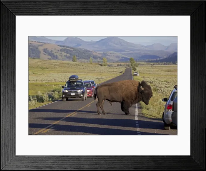 Framed Print : American Bison - male in rut crossing road with traffic - Yellowstone National Park - Wyoming - USA Framed Print : American Bison - male in rut crossing road with traffic - Yellowstone National Park - Wyoming - USA