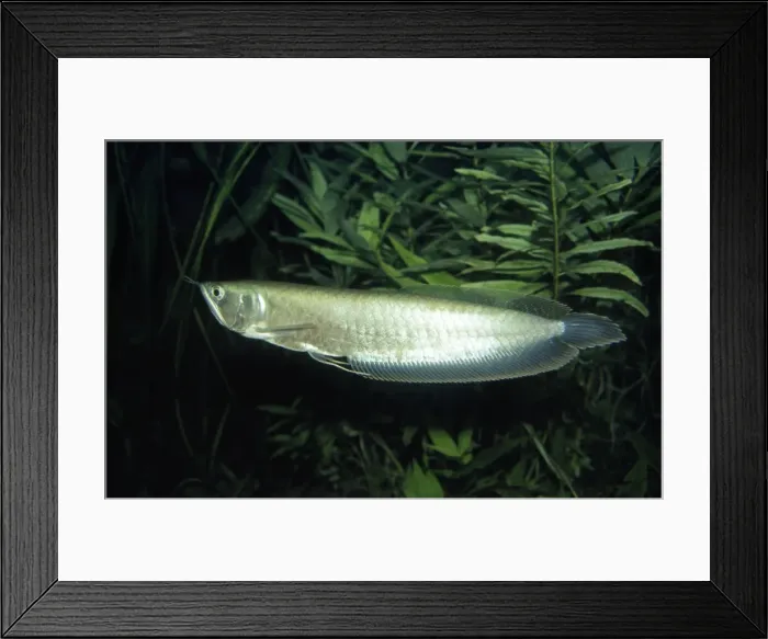 Framed Print : Arawana - Amazon Framed Print : Arawana - Amazon