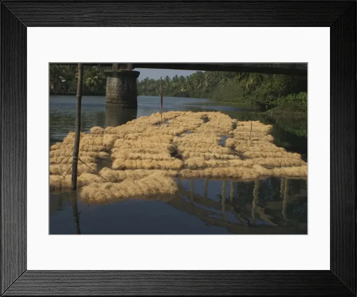 Framed Print : Coconut husk fibre - These bales of fibre are soaking for about 6 weeks before being dried and used in rope making. Photographed near Kochi (Cochin), India, Asia Framed Print : Coconut husk fibre - These bales of fibre are soaking for about 6 weeks before being dried and used in rope making. Photographed near Kochi (Cochin), India, Asia