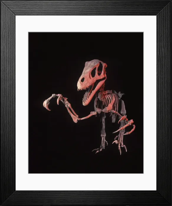 Framed Print : Dinosaurs - Theropods - Dromaeosaurs - Utahraptor Utahraptor was a large raptor (predatory dinosaur). From the Cedar Mountain Formation of Grand County, Utah Framed Print : Dinosaurs - Theropods - Dromaeosaurs - Utahraptor Utahraptor was a large raptor (predatory dinosaur). From the Cedar Mountain Formation of Grand County, Utah