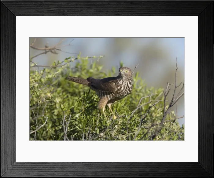 Framed Print : Brown Goshawk - immature - near Ti Tree where it was attempting to catch Zebra Finches. Northern Territory, Australia Framed Print : Brown Goshawk - immature - near Ti Tree where it was attempting to catch Zebra Finches. Northern Territory, Australia