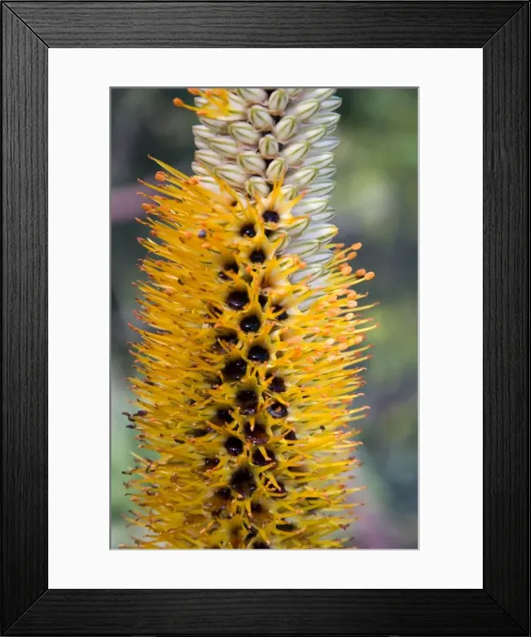 Framed Print : Lebombo Aloe flowers close-up - showing characteristic brown nectar. North-eastern South Africa and sothern Mozambique. Shingwedzi, Kruger National Park, South Africa Framed Print : Lebombo Aloe flowers close-up - showing characteristic brown nectar. North-eastern South Africa and sothern Mozambique. Shingwedzi, Kruger National Park, South Africa