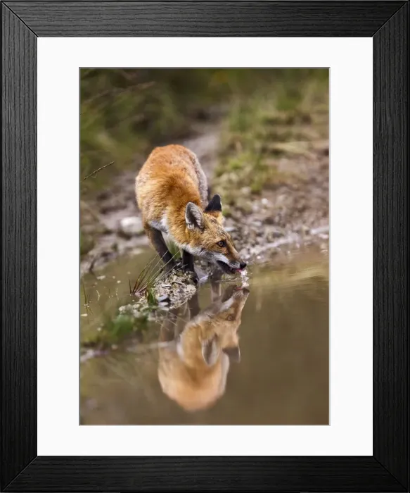 Framed Print : Red Fox - drinking from puddle - controlled conditions 14701