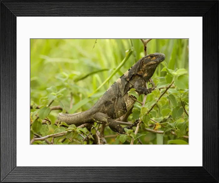 Framed Print : Spiny-tailed Iguana - Santa Rosa National Park - Costa Rica Framed Print : Spiny-tailed Iguana - Santa Rosa National Park - Costa Rica