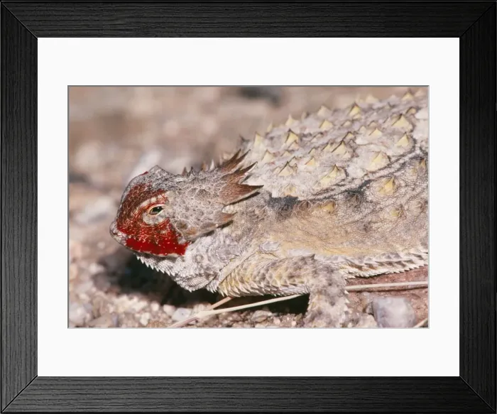 Framed Print : Regal Horned Lizard CAN 1918 Showing defense bahaviour, discharging blood from eyelid. Arizona, USA. Phrynosoma solare © John Cancalosi / ardea. com Framed Print : Regal Horned Lizard CAN 1918 Showing defense bahaviour, discharging blood from eyelid. Arizona, USA. Phrynosoma solare © John Cancalosi / ardea. com