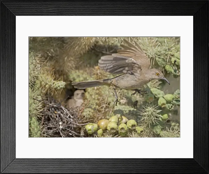Framed Print : Curve-billed Thrashers - adult flying from young on nest in Cholla Cactus - Arizona - USA - Distribution: southwest USA to southern Mexico Framed Print : Curve-billed Thrashers - adult flying from young on nest in Cholla Cactus - Arizona - USA - Distribution: southwest USA to southern Mexico