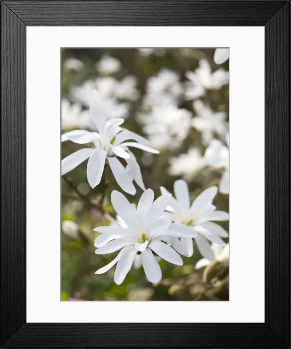 Framed Print : Magnolia Flowers - Norfolk - UK Framed Print : Magnolia Flowers - Norfolk - UK