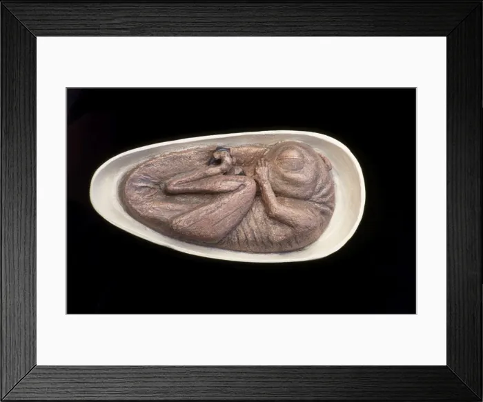 Framed Print : Drodromeus Makelei Embryo DInosaur - artist conception based on cat scan Framed Print : Drodromeus Makelei Embryo DInosaur - artist conception based on cat scan