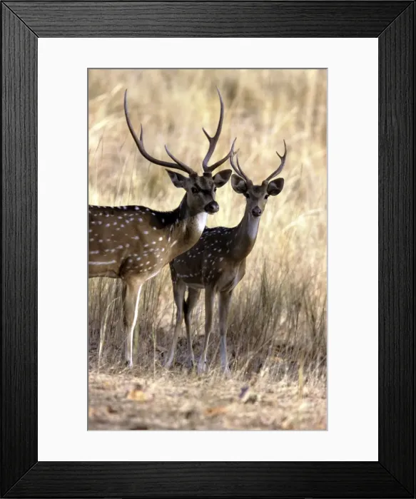 Framed Print : Chital / Spotted Deer - Bandhavgarh National Park India Framed Print : Chital / Spotted Deer - Bandhavgarh National Park India