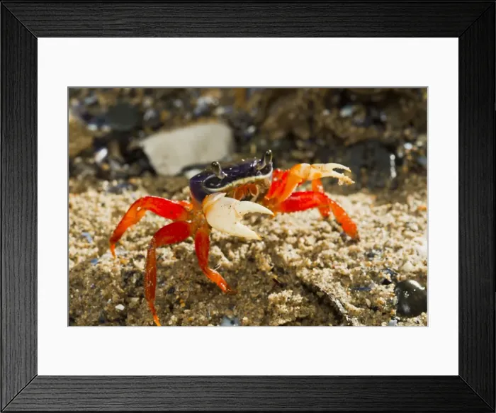 Framed Print : Rainbow / Halloween / Moon Crab - close up - controlled conditions 14592 Framed Print : Rainbow / Halloween / Moon Crab - close up - controlled conditions 14592
