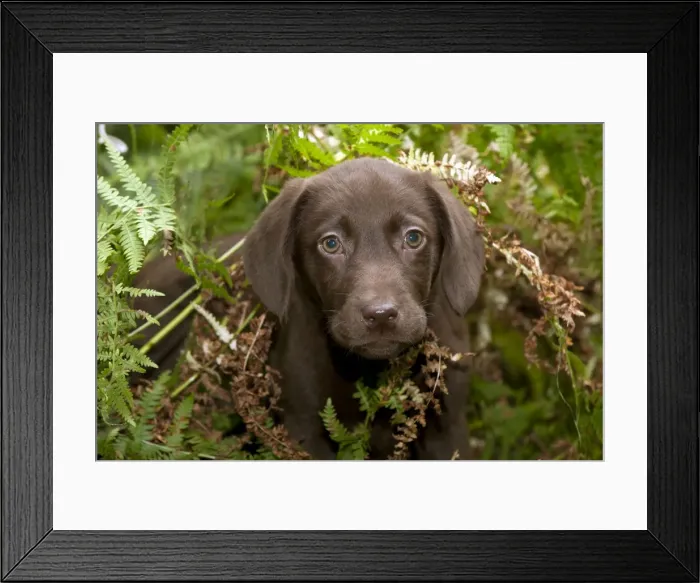 Framed Print : DOG - Chocolate labrador puppy (13 weeks) Framed Print : DOG - Chocolate labrador puppy (13 weeks)
