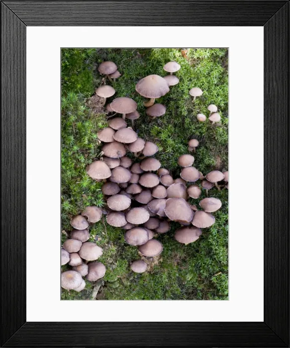 Framed Print : Fungi - Nap Wood Nature Reserve, East Sussex. October. Habitat - typically tufted on or beside stumps of broad-leaf trees Framed Print : Fungi - Nap Wood Nature Reserve, East Sussex. October. Habitat - typically tufted on or beside stumps of broad-leaf trees