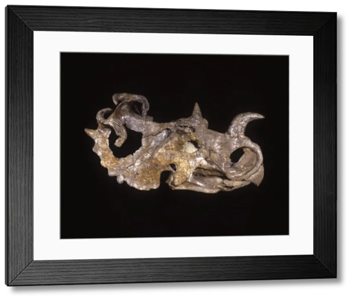 Framed Print : Dinosaurs - Ceratopsians - Horned dinosaurs Cretaceous, Alberta, Canada Caption must indicate: From the Collections of the Canadian Museum of Nature, Ottawa, Canada Framed Print : Dinosaurs - Ceratopsians - Horned dinosaurs Cretaceous, Alberta, Canada Caption must indicate: From the Collections of the Canadian Museum of Nature, Ottawa, Canada
