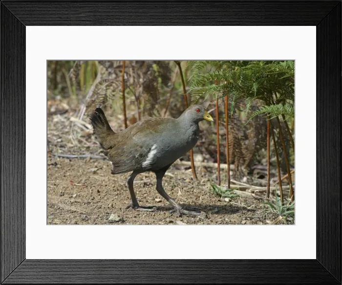 Framed Print : Tasmanian Native-hen - Endemic to Tasmania, Australia - Peter Murrell Reserve, Kingston, Tasmania Framed Print : Tasmanian Native-hen - Endemic to Tasmania, Australia - Peter Murrell Reserve, Kingston, Tasmania
