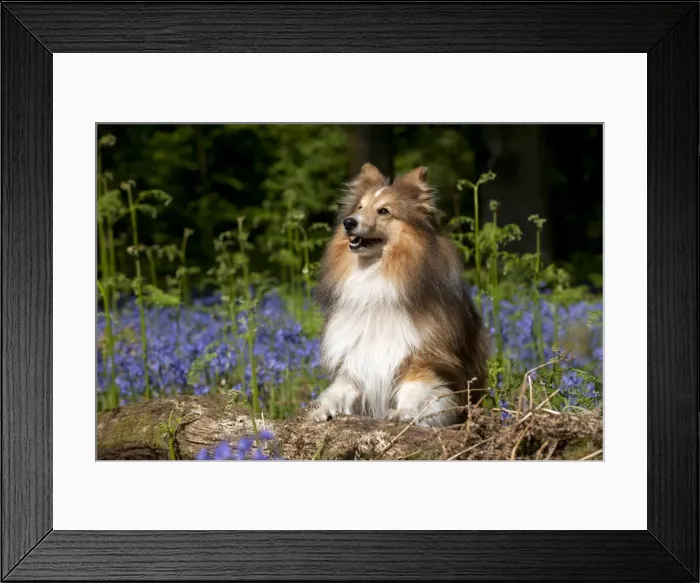 Framed Print : DOG - Shetland sheepdog standing in bluebells Framed Print : DOG - Shetland sheepdog standing in bluebells