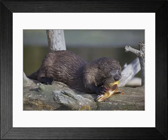 Framed Print : River Otter - eating Cutthroat Trout - Wyoming - USA Framed Print : River Otter - eating Cutthroat Trout - Wyoming - USA