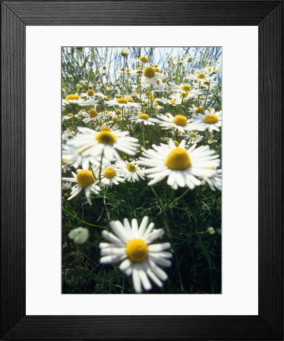 Framed Print : Chamomile - July Framed Print : Chamomile - July