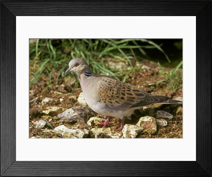 Framed Print : Turtle Dove CK 1141 Steptopelia turtur © Chris Knights  /  ardea. com