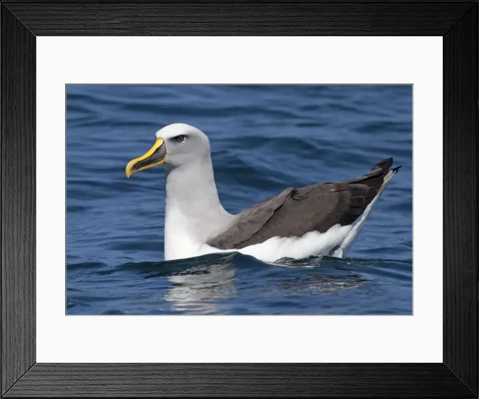 Framed Print : Buller's Albatross - on the water - off the Kaikoura Coast - South Island - New Zealand Framed Print : Buller's Albatross - on the water - off the Kaikoura Coast - South Island - New Zealand