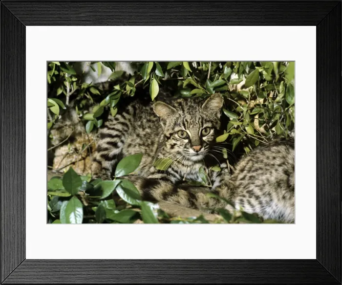 Framed Print : Geoffroy's Wild Cat - South America Framed Print : Geoffroy's Wild Cat - South America