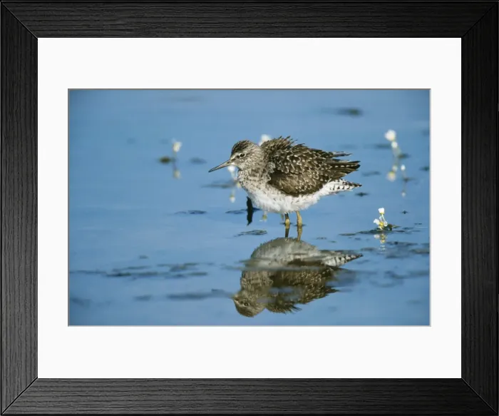 Framed Print : Wood Sandpiper CK 3360 Tringa glareola © Chris Knights / ardea. com Framed Print : Wood Sandpiper CK 3360 Tringa glareola © Chris Knights / ardea. com