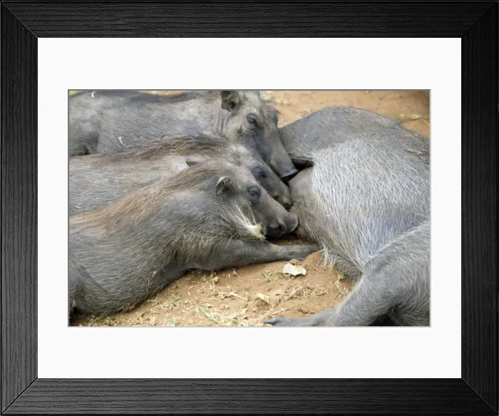 Framed Print : Warthog - adult & young suckling Framed Print : Warthog - adult & young suckling