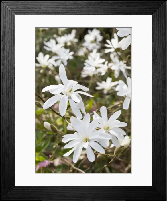 Framed Print : Magnolia Flowers - Norfolk - UK Framed Print : Magnolia Flowers - Norfolk - UK