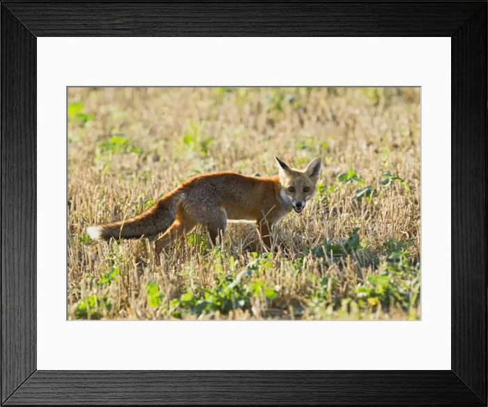 Framed Print : Red Fox - in stubble field - controlled conditions 14815 Framed Print : Red Fox - in stubble field - controlled conditions 14815