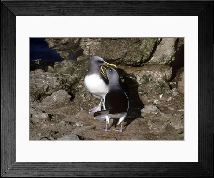 Framed Print : Buller's Albatross - courting pair - CHatham Island - New Zealand Framed Print : Buller's Albatross - courting pair - CHatham Island - New Zealand