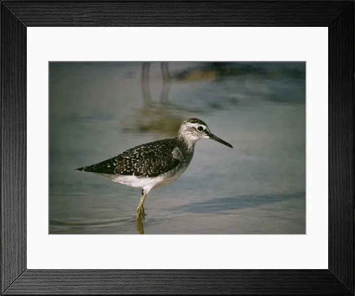 Framed Print : Wood Sandpiper GKB 106 Tringa glareola © G. K. Brown / ardea. com Framed Print : Wood Sandpiper GKB 106 Tringa glareola © G. K. Brown / ardea. com
