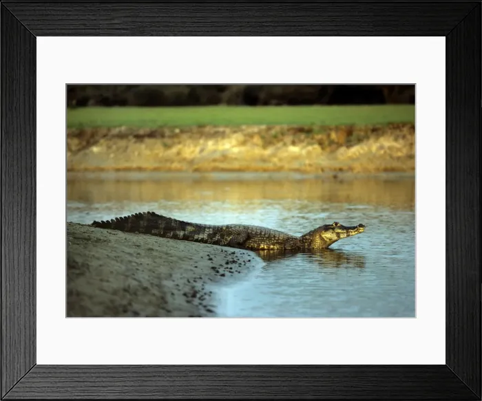 Framed Print : Yacare Caiman - Brasil Framed Print : Yacare Caiman - Brasil