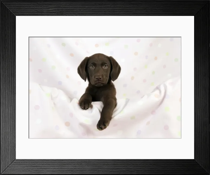 Framed Print : DOG - Chocolate labrador puppy (13 weeks) Framed Print : DOG - Chocolate labrador puppy (13 weeks)